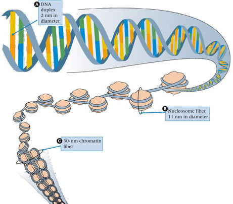 Histone