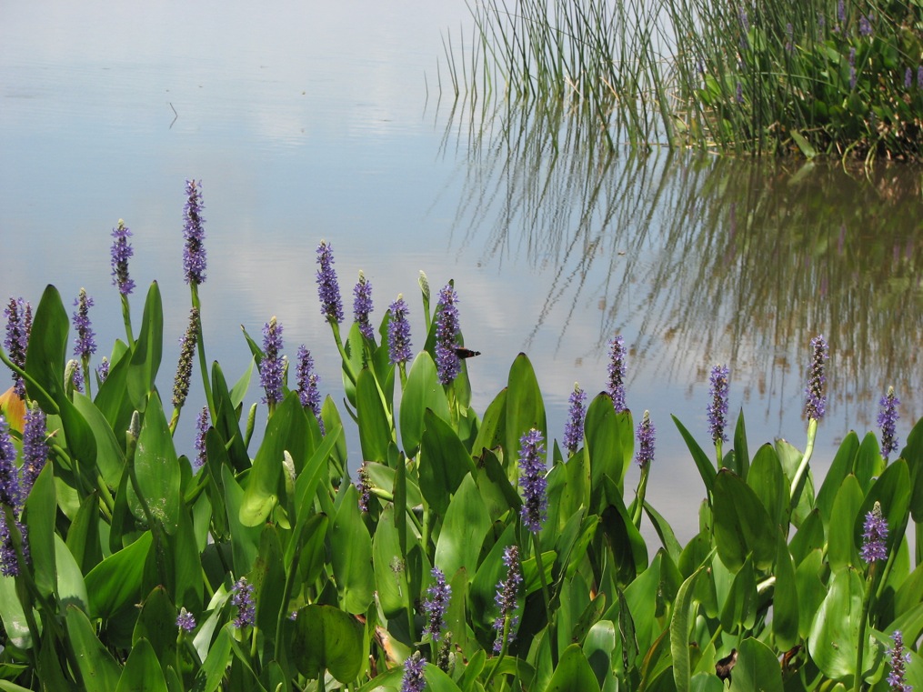 lake shore