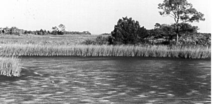 marshes of the gulf shores