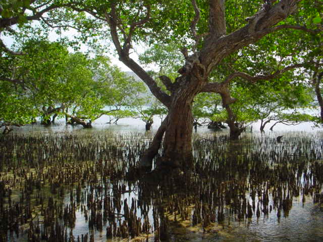 Mangrovetree