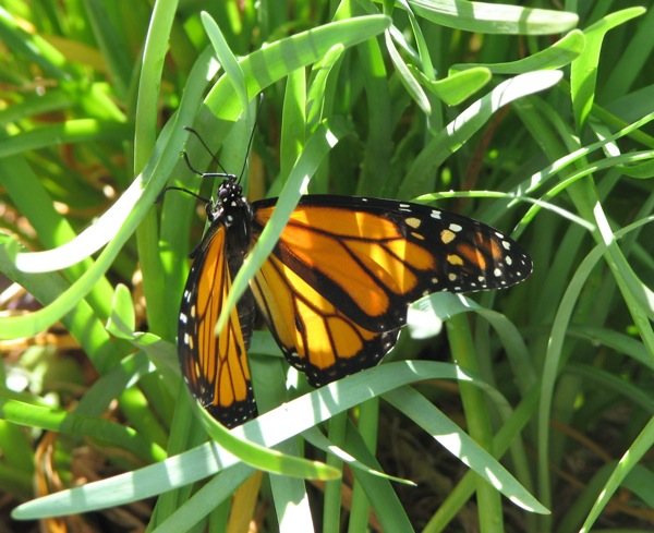 Monarch butterfly