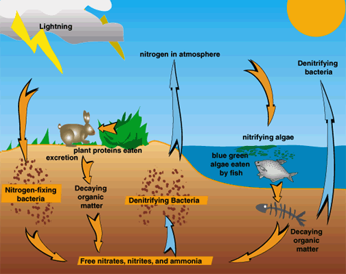 Forests are being disturbed, disrupted, and damaged by ...