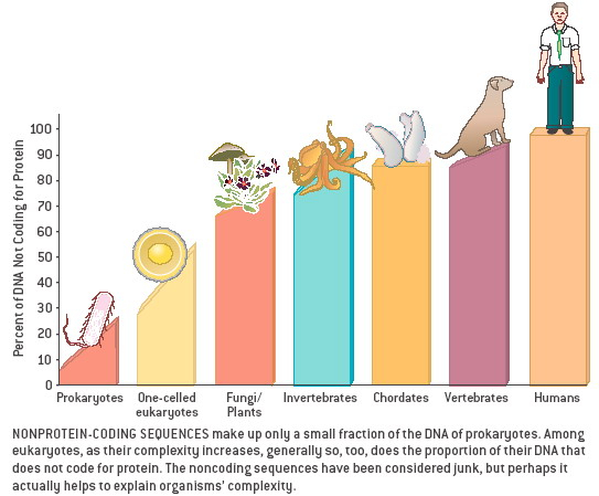 noncoding DNA