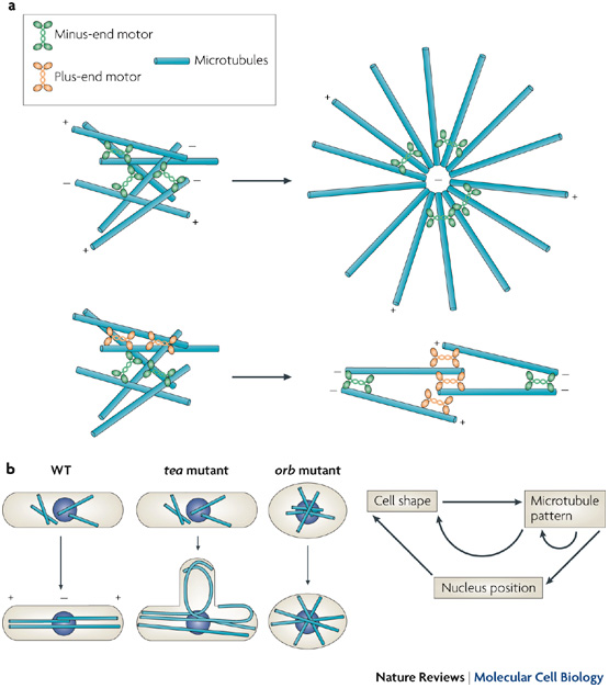 Microtubules