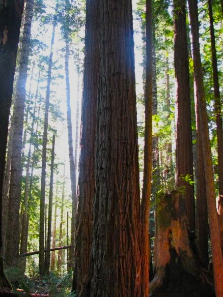 Redwood Forest in Mendocino, California