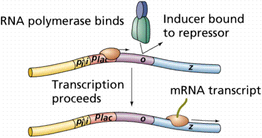 Repressor