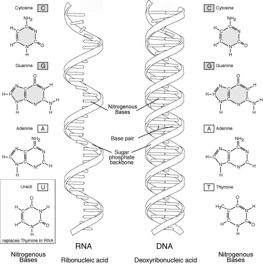 dna