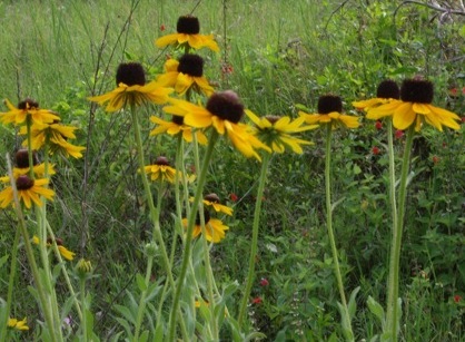 Rudbekia