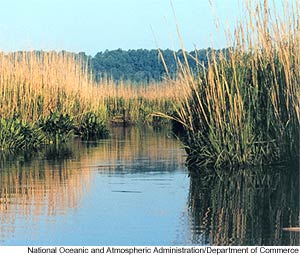 salt marsh