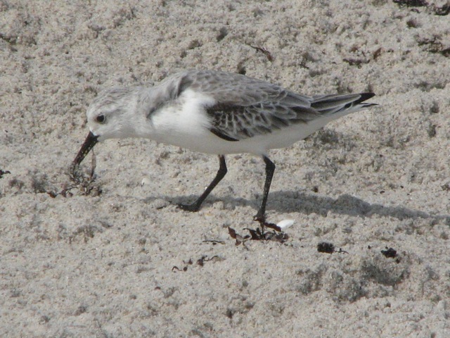 Sandpiper