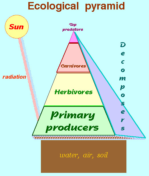 what is ecology