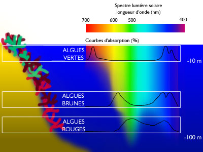 spectral line