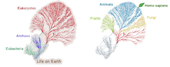 trees