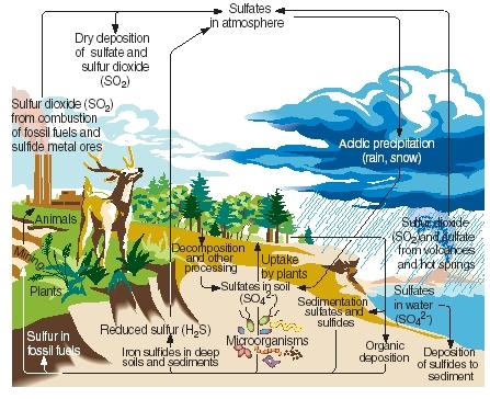 Sulfur cycle