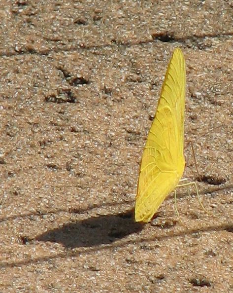 Sulfur Wing