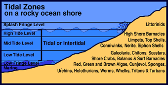 tidal zones