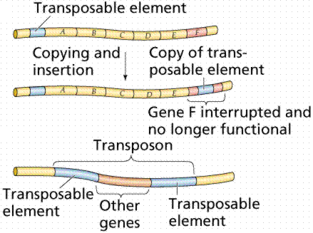 transposon