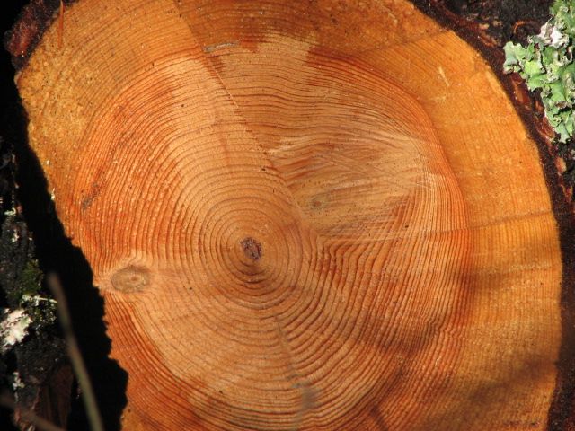 tree rings