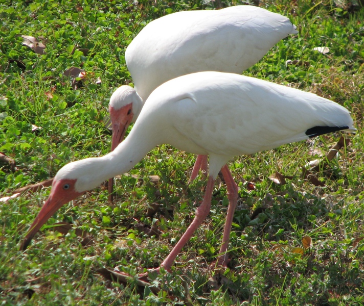 ibisis