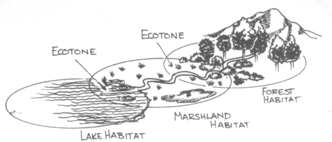 Visualizing an ecotone
