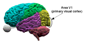 Visual cortex