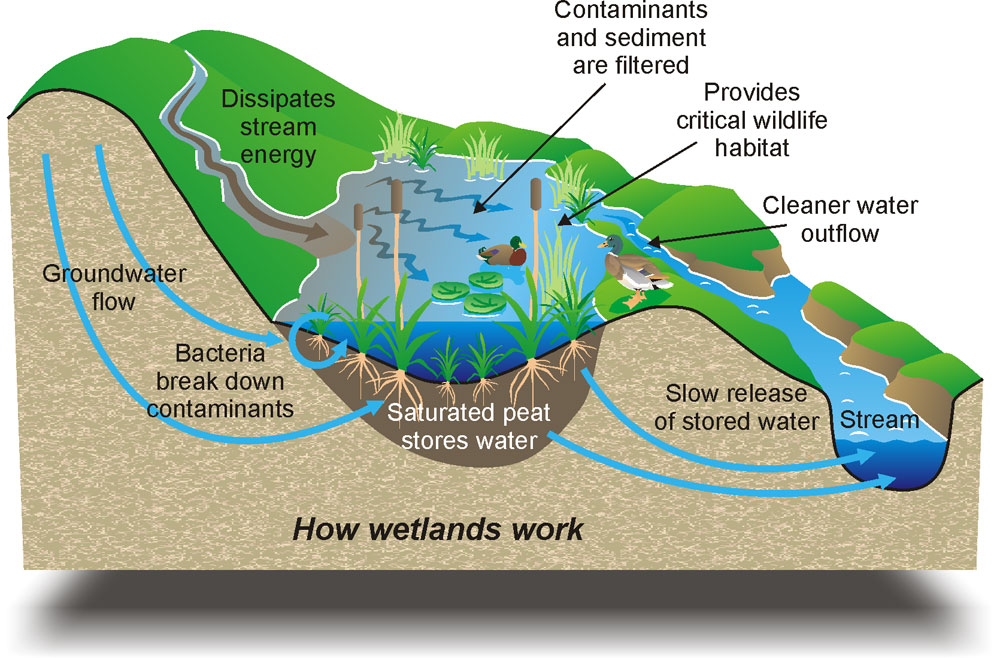 what is a real value? wildlife and fisheries